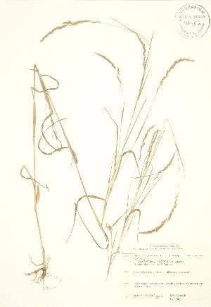  ( - JAG 0851)  @11 [ ] Copyright (2009) Steven Newmaster University of Guelph BIO Herbarium