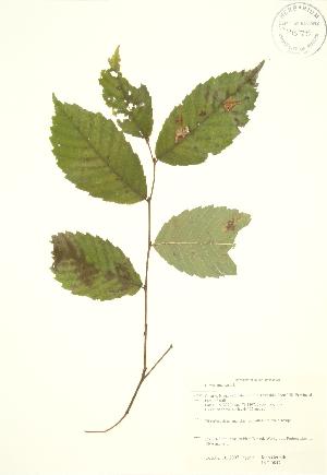  (Ulmus americana - JAG 0847)  @11 [ ] Copyright (2009) Steven Newmaster University of Guelph BIO Herbarium