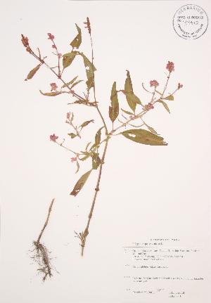  ( - JAG 0310)  @11 [ ] Copyright (2009) Steven Newmaster University of Guelph BIO Herbarium