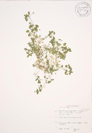  (Stellaria media - JAG 0431)  @11 [ ] Copyright (2009) Steven Newmaster University of Guelph BIO Herbarium