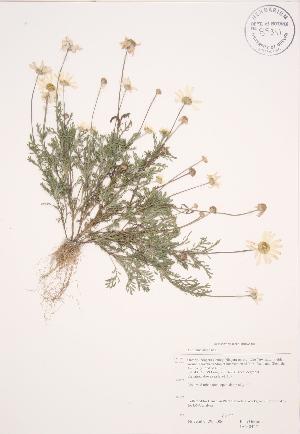  (Anthemis arvensis - JAG 0427)  @13 [ ] Copyright (2009) Steven Newmaster University of Guelph BIO Herbarium
