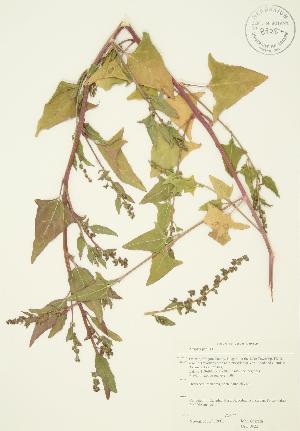  ( - JAG 0422)  @11 [ ] Copyright (2009) Steven Newmaster University of Guelph BIO Herbarium