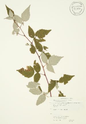  (Rubus idaeus - JAG 0319)  @11 [ ] Copyright (2009) Steven Newmaster University of Guelph BIO Herbarium