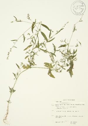  ( - JAG 0362)  @11 [ ] Copyright (2009) Steven Newmaster University of Guelph BIO Herbarium