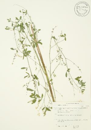 ( - JAG 0365)  @11 [ ] Copyright (2009) Steven Newmaster University of Guelph BIO Herbarium