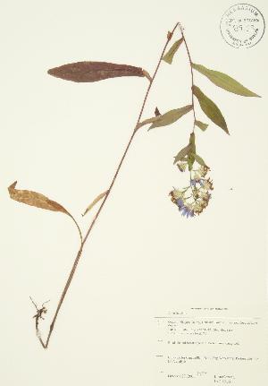  (Aster laevis - JAG 0366)  @13 [ ] Copyright (2009) Steven Newmaster University of Guelph BIO Herbarium