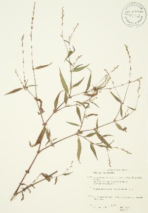  (Polygonum punctatum - JAG 0367)  @11 [ ] Copyright (2009) Steven Newmaster University of Guelph BIO Herbarium