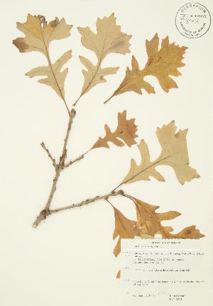  ( - JAG 0371)  @11 [ ] Copyright (2009) Steven Newmaster University of Guelph BIO Herbarium