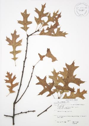  ( - JAG 0316)  @11 [ ] Copyright (2009) Steven Newmaster University of Guelph BIO Herbarium