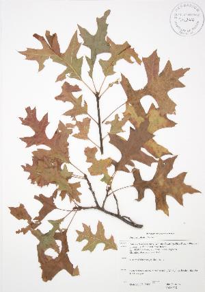  ( - JAG 0318)  @11 [ ] Copyright (2009) Steven Newmaster University of Guelph BIO Herbarium
