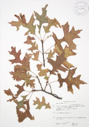  (Quercus palustris - JAG 0318)  @11 [ ] Copyright (2009) Steven Newmaster University of Guelph BIO Herbarium