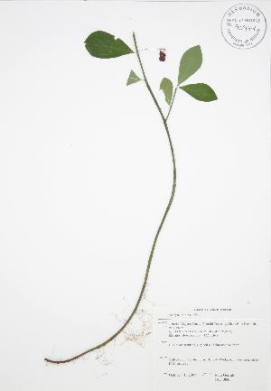  (Euonymus obovatus - JAG 0845)  @11 [ ] Copyright (2009) Steven Newmaster University of Guelph BIO Herbarium