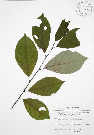  ( - JAG 0841)  @11 [ ] Copyright (2009) Steven Newmaster University of Guelph BIO Herbarium