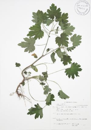  ( - JAG 0829)  @11 [ ] Copyright (2009) Steven Newmaster University of Guelph BIO Herbarium
