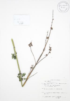  ( - JAG 0829)  @11 [ ] Copyright (2009) Steven Newmaster University of Guelph BIO Herbarium