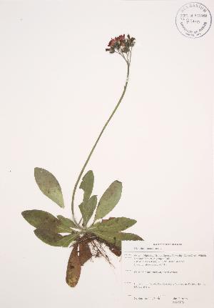  ( - JAG 0193)  @11 [ ] Copyright (2009) Steven Newmaster University of Guelph BIO Herbarium