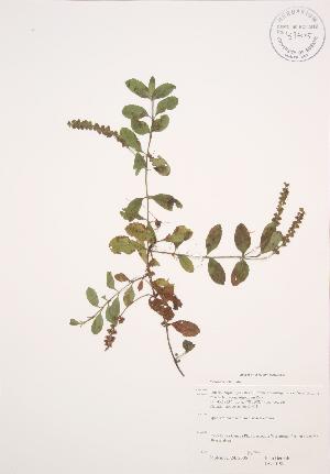 ( - JAG 0199)  @11 [ ] Copyright (2009) Steven Newmaster University of Guelph BIO Herbarium