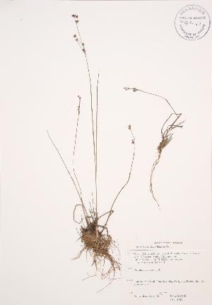  ( - JAG 0181)  @11 [ ] Copyright (2009) Steven Newmaster University of Guelph BIO Herbarium