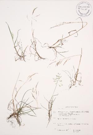  ( - JAG 0195)  @11 [ ] Copyright (2009) Steven Newmaster University of Guelph BIO Herbarium