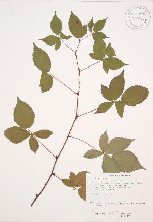  (Rubus canadensis - JAG 0177)  @11 [ ] Copyright (2009) Steven Newmaster University of Guelph BIO Herbarium