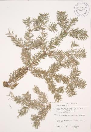  ( - JAG 0174)  @11 [ ] Copyright (2009) Steven Newmaster University of Guelph BIO Herbarium