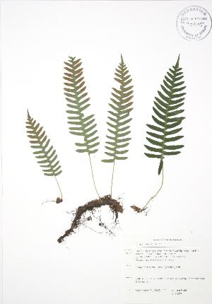  ( - ALR033)  @11 [ ] Copyright (2009) Steven Newmaster University of Guelph BIO Herbarium