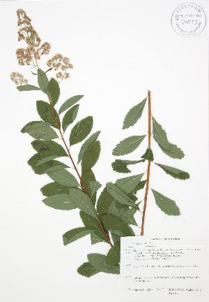  (Spiraea alba - BAR178)  @11 [ ] Copyright (2009) Steven Newmaster University of Guelph BIO Herbarium