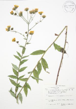  (Hieracium canadense - BAR175)  @11 [ ] Copyright (2009) Steven Newmaster University of Guelph BIO Herbarium