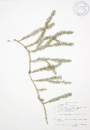  (Lycopodium annotinum - BAR173)  @11 [ ] Copyright (2009) Steven Newmaster University of Guelph BIO Herbarium