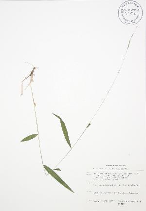  ( - BAR167)  @11 [ ] Copyright (2009) Steven Newmaster University of Guelph BIO Herbarium