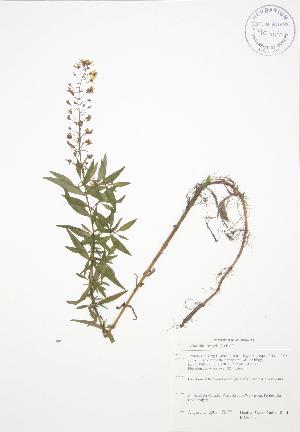  ( - BAR162)  @11 [ ] Copyright (2009) Steven Newmaster University of Guelph BIO Herbarium