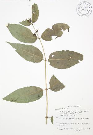  (Diervilla - BAR159)  @11 [ ] Copyright (2009) Steven Newmaster University of Guelph BIO Herbarium