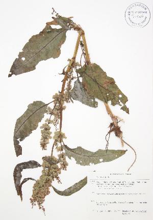  (Rumex crispus - BAR157)  @11 [ ] Copyright (2009) Steven Newmaster University of Guelph BIO Herbarium