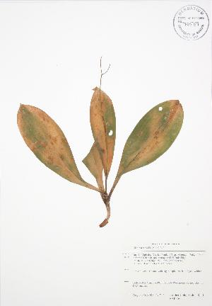  (Clintonia borealis - BAR156)  @11 [ ] Copyright (2009) Steven Newmaster University of Guelph BIO Herbarium