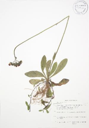  (Hieracium aurantiacum - BAR134)  @11 [ ] Copyright (2009) Steven Newmaster University of Guelph BIO Herbarium