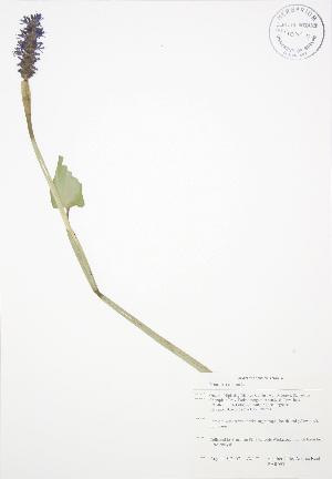  (Pontederia - BAR093)  @11 [ ] Copyright (2009) Steven Newmaster University of Guelph BIO Herbarium