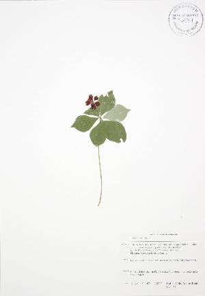  (Cornus canadensis - BAR177)  @11 [ ] Copyright (2009) Steven Newmaster University of Guelph BIO Herbarium