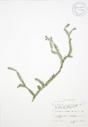  ( - BAR153)  @11 [ ] Copyright (2009) Steven Newmaster University of Guelph BIO Herbarium