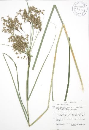  ( - BAR096)  @11 [ ] Copyright (2009) Steven Newmaster University of Guelph BIO Herbarium