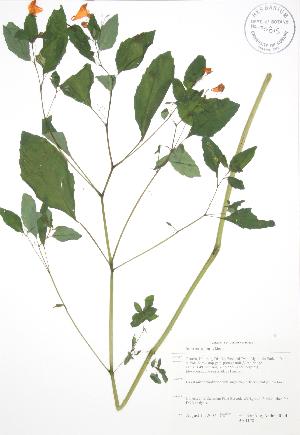  ( - BAR170)  @11 [ ] Copyright (2009) Steven Newmaster University of Guelph BIO Herbarium
