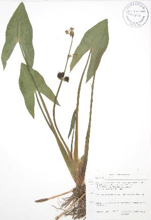  ( - BAR165)  @11 [ ] Copyright (2009) Steven Newmaster University of Guelph BIO Herbarium