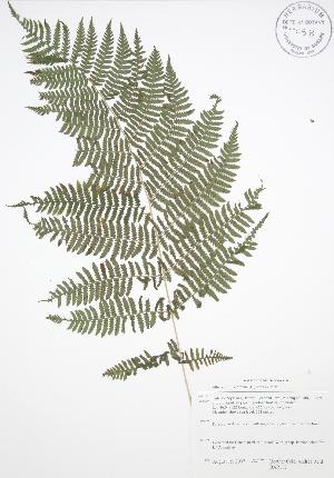  ( - BAR152)  @11 [ ] Copyright (2009) Steven Newmaster University of Guelph BIO Herbarium