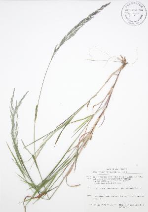  ( - BAR145)  @11 [ ] Copyright (2009) Steven Newmaster University of Guelph BIO Herbarium
