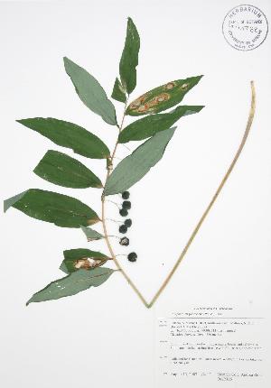  (Polygonatum pubescens - BAR115)  @11 [ ] Copyright (2009) Steven Newmaster University of Guelph BIO Herbarium