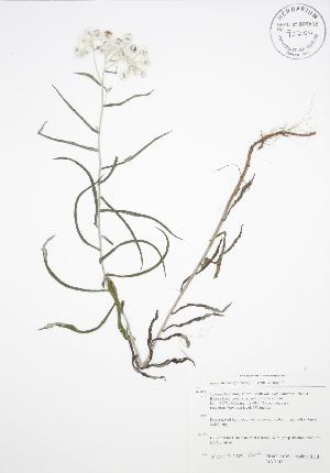  ( - BAR112)  @11 [ ] Copyright (2009) Steven Newmaster University of Guelph BIO Herbarium
