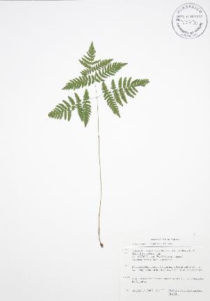  ( - BAR111)  @11 [ ] Copyright (2009) Steven Newmaster University of Guelph BIO Herbarium