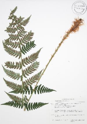  ( - BAR109)  @11 [ ] Copyright (2009) Steven Newmaster University of Guelph BIO Herbarium