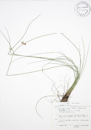  (Juncus effusus ssp solutus - BAR108)  @11 [ ] Copyright (2009) Steven Newmaster University of Guelph BIO Herbarium