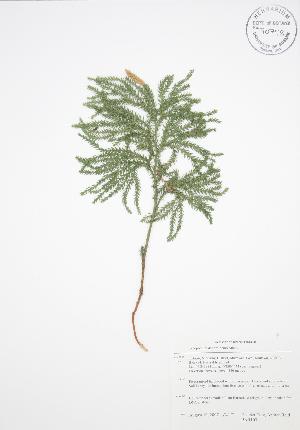  ( - BAR103)  @11 [ ] Copyright (2009) Steven Newmaster University of Guelph BIO Herbarium