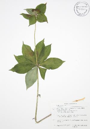  ( - BAR101)  @11 [ ] Copyright (2009) Steven Newmaster University of Guelph BIO Herbarium